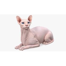 Cream White Sphynx Cat Lying Pose 3D model